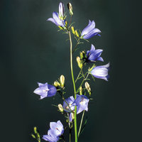 Glockenblume Glockenblume
