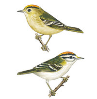 Goldhähnchen - Wintergoldhähnchen (oben) und Sommergoldhähnchen (unten) Goldhähnchen - Wintergoldhähnchen (oben) und Sommergoldhähnchen (unten)