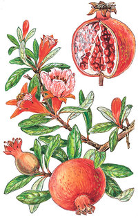 Granatapfel - Früchte und Zweig Granatapfel - Früchte und Zweig