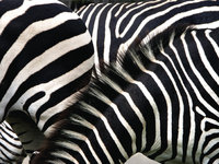 Haarkleid - Haarkleid der Zebras