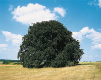 Hainbuche Hainbuche