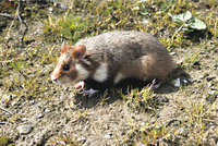 Hamster Hamster