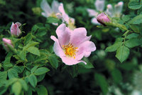 Heckenrose Heckenrose