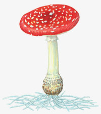 Hut - Pilz mit rotem, weiß gepunktetem Hut