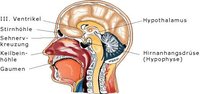 Hypothalamus Hypothalamus