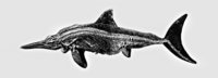 Ichthyosaurus Ichthyosaurus