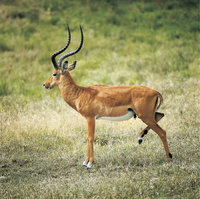 Impala Impala