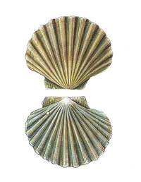 Jakobsmuschel Jakobsmuschel