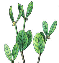 Jojoba Jojoba