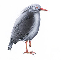 Kagu Kagu