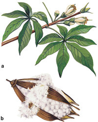 Kapokbaum - Darstellung der Blätter, Blüten und Samenkapsel des Kapokbaums Kapokbaum - Darstellung der Blätter, Blüten und Samenkapsel des Kapokbaums