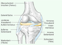 Kniegelenk Kniegelenk