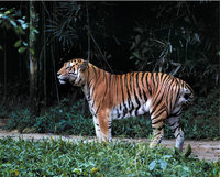 Königstiger Königstiger