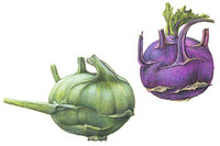 Kohlrabi Kohlrabi