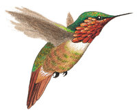 Kolibri Kolibri