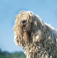 Komondor Komondor