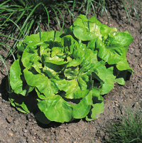 Kopfsalat Kopfsalat