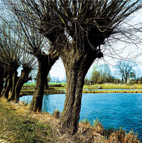 Korbweide Korbweide