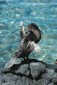 Kormoran Kormoran