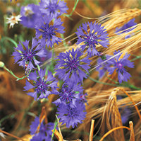 Kornblume Kornblume