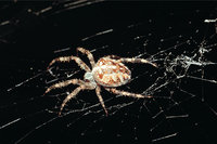 Kreuzspinne Kreuzspinne