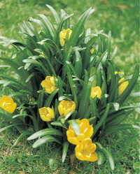 Krokus Krokus