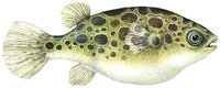 Kugelfisch Kugelfisch