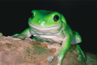 Laubfrosch Laubfrosch