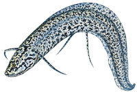 Lungenfisch Lungenfisch