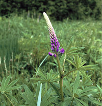 Lupine Lupine