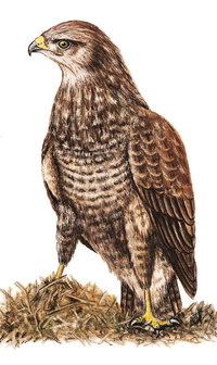 Mäusebussard Mäusebussard