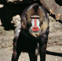 Mandrill Mandrill