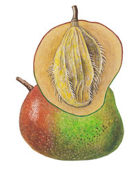 Mango Mango