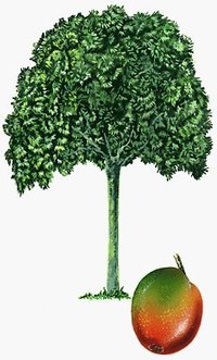 Mangobaum Mangobaum
