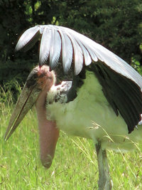 Marabu Marabu