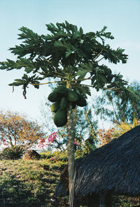 Melonenbaum Melonenbaum