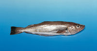Merlan Merlan