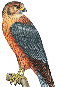 Merlin Merlin
