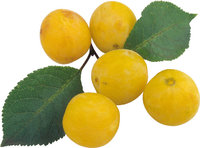 Mirabelle - Mirabellen Mirabelle - Mirabellen
