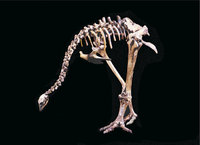 Moa - Skelett eines Moa Moa - Skelett eines Moa
