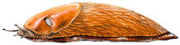 Nacktschnecke Nacktschnecke