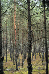 Nadelwald Nadelwald