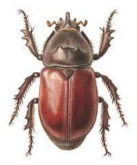 Nashornkäfer Nashornkäfer