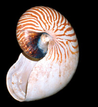 Nautilus - Gehäuse eines Nautilus Nautilus - Gehäuse eines Nautilus