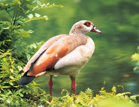Nilgans Nilgans