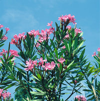 Oleander Oleander