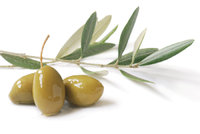 Olive - Oliven und Zweig