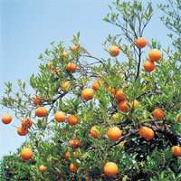 Orangenbaum - Orangenbaum mit Früchten Orangenbaum - Orangenbaum mit Früchten