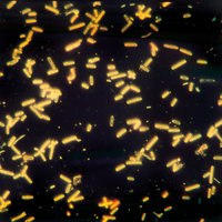Gambar Duden | Organismus | Rechtschreibung, Bedeutung, Definition, Herkunft