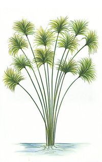 Papyrusstaude Papyrusstaude